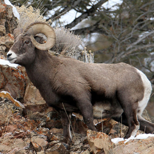 Big Horn Sheep Hunts - Utah High Country Outfitters & Archery